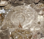One of the ammonite casts in the Gallery